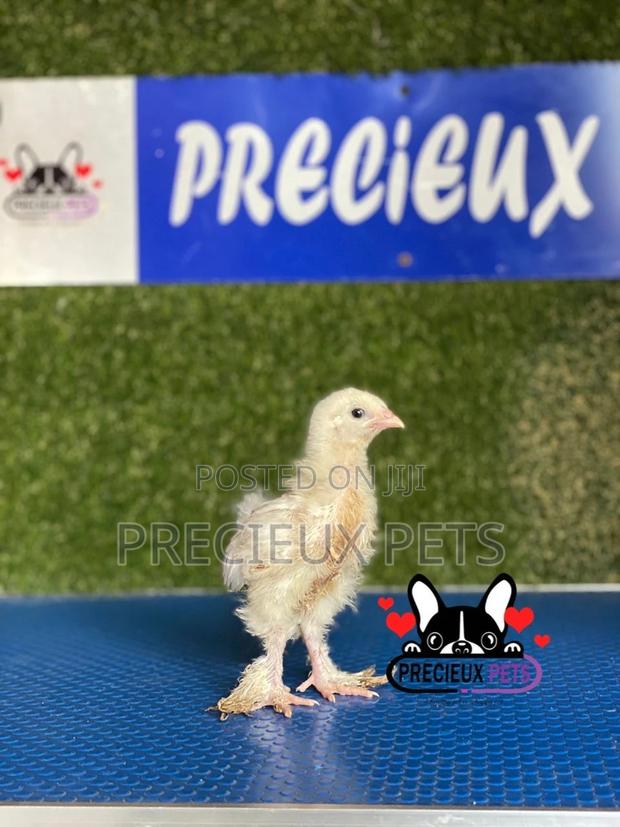 1 Week Old Brahmas Chicks · Photo 2