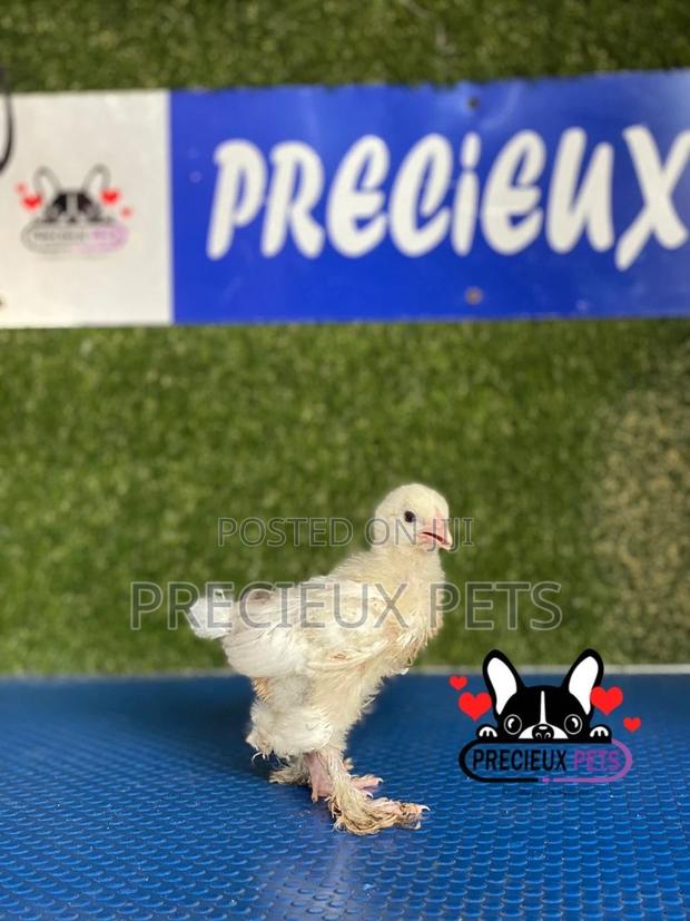 1 Week Old Brahmas Chicks · Photo 3