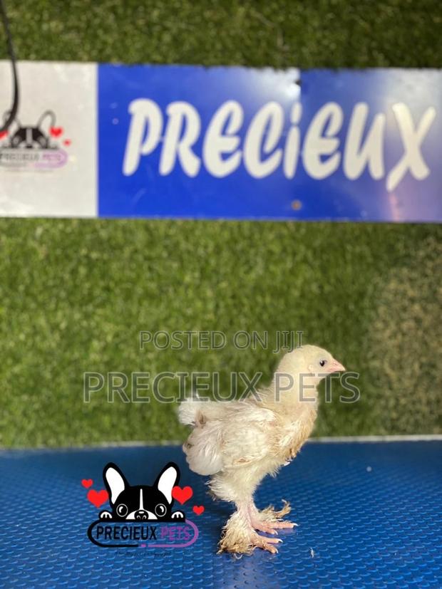 1 Week Old Brahmas Chicks · Photo 4