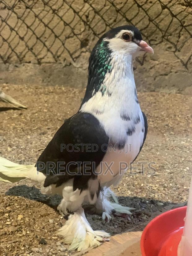 A Pair of Lahore Pigeons · Photo 2