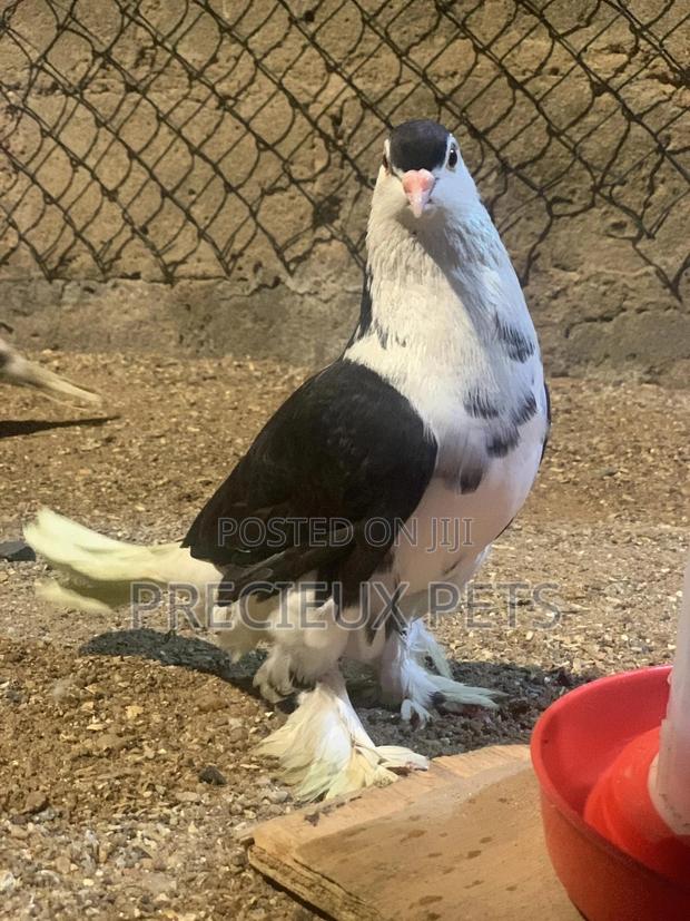 A Pair of Lahore Pigeons · Photo 3