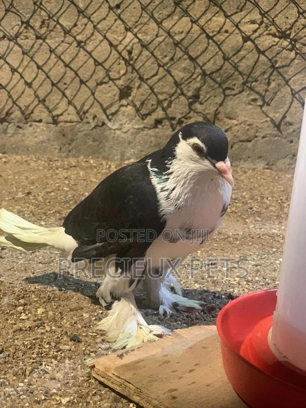 A Pair of Lahore Pigeons · Photo 1