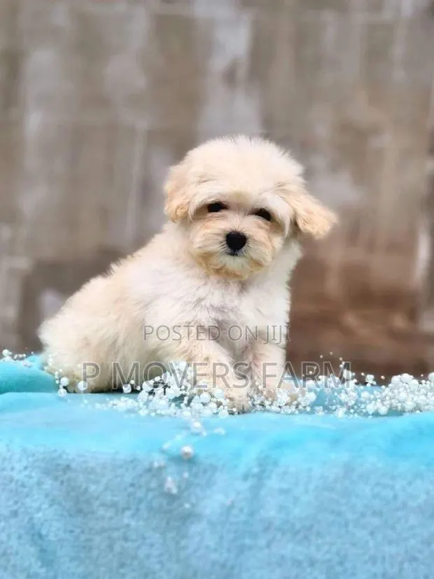 1-3 months Male Purebred Poodle · Photo 1