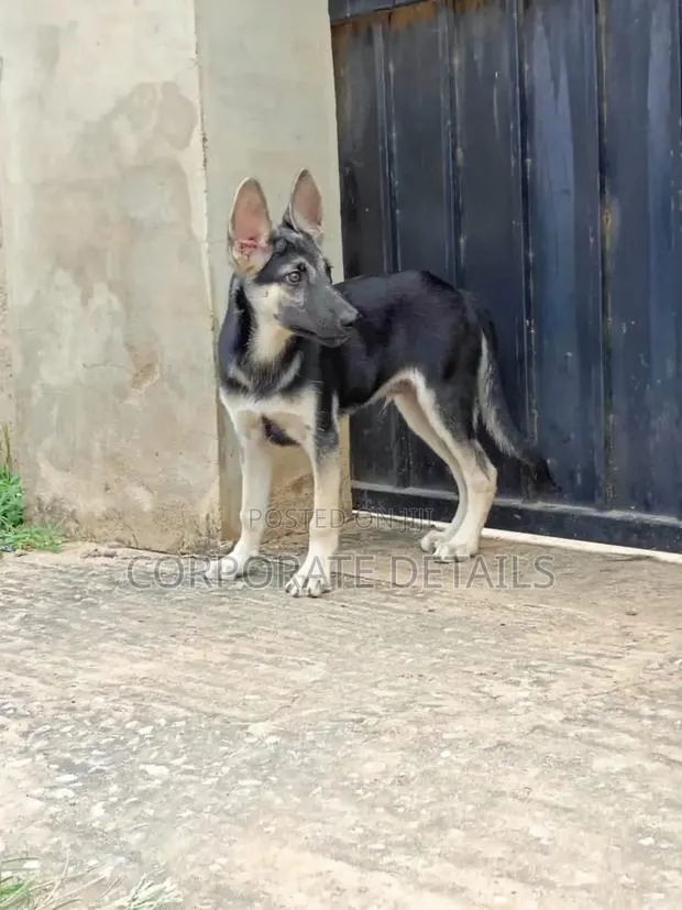 3-6 months Male Purebred German Shepherd · Photo 1