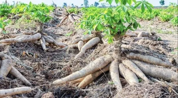 Cheap Cassava · Photo 1