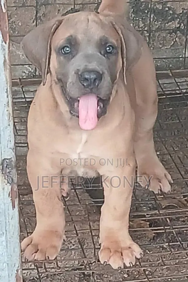 1-3 months Female Purebred Boerboel · Photo 1