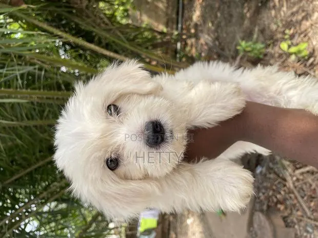 1-3 months Male Purebred Poodle · Photo 1