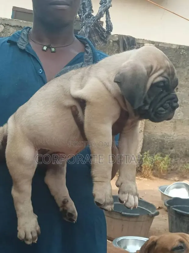 1-3 months Male Purebred Boerboel · Photo 1