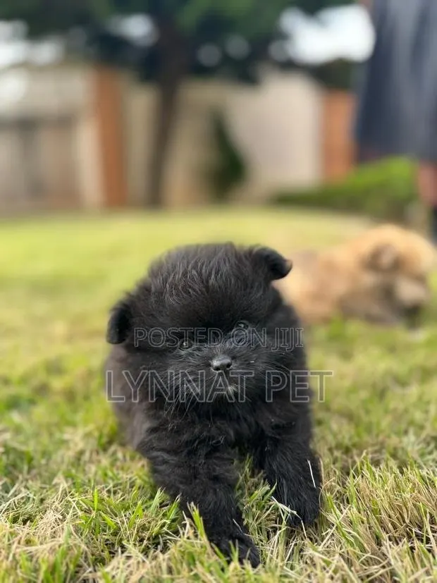 1-3 months Female Purebred Pomeranian · Photo 1