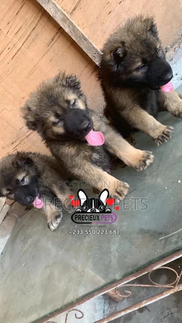 1-3 months Male Purebred Caucasian Shepherd · Photo 1