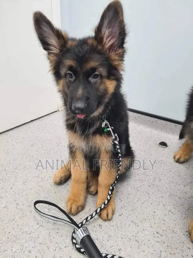 1-3 months Female Purebred German Shepherd · Photo 1