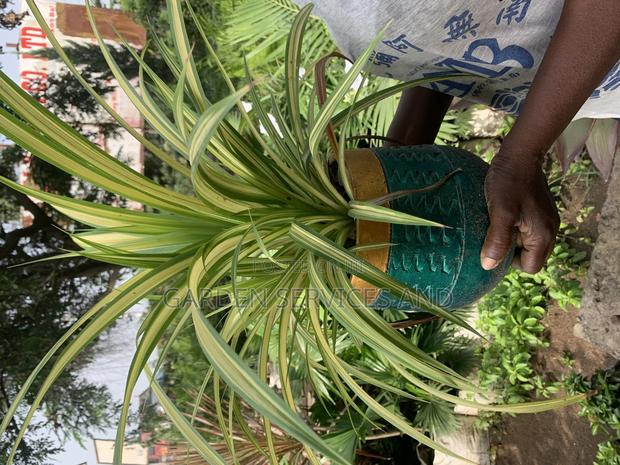 Spider Plant in Pot for Sale · Photo 1