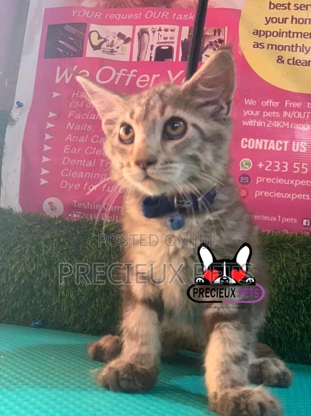 1-3 months Female Purebred Maine Coon · Photo 1