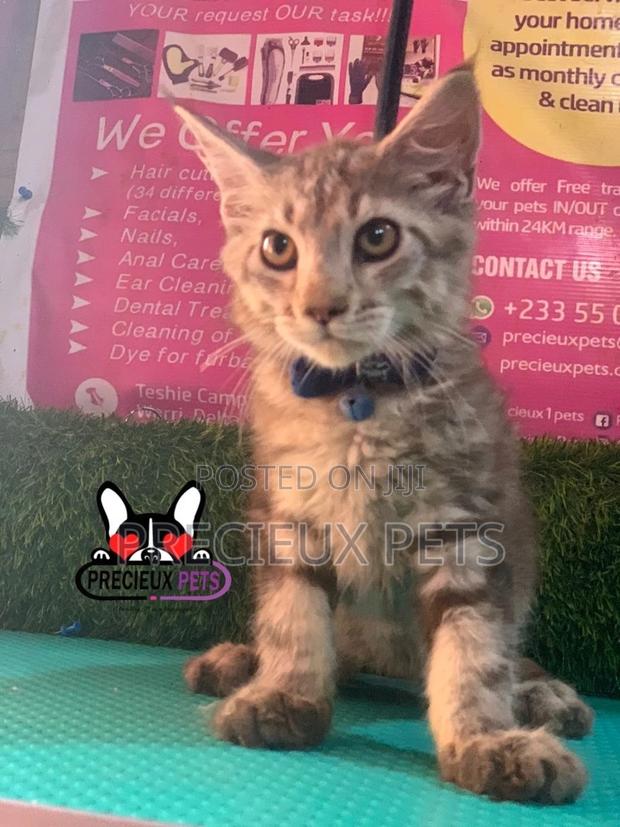 1-3 months Female Purebred Maine Coon · Photo 2