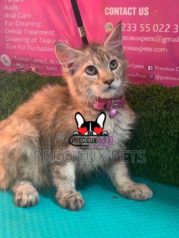1-3 months Female Purebred Maine Coon · Photo 3