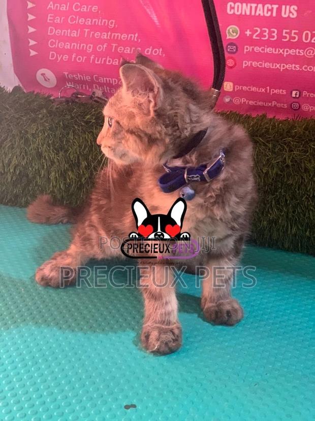 1-3 months Female Purebred Maine Coon · Photo 4