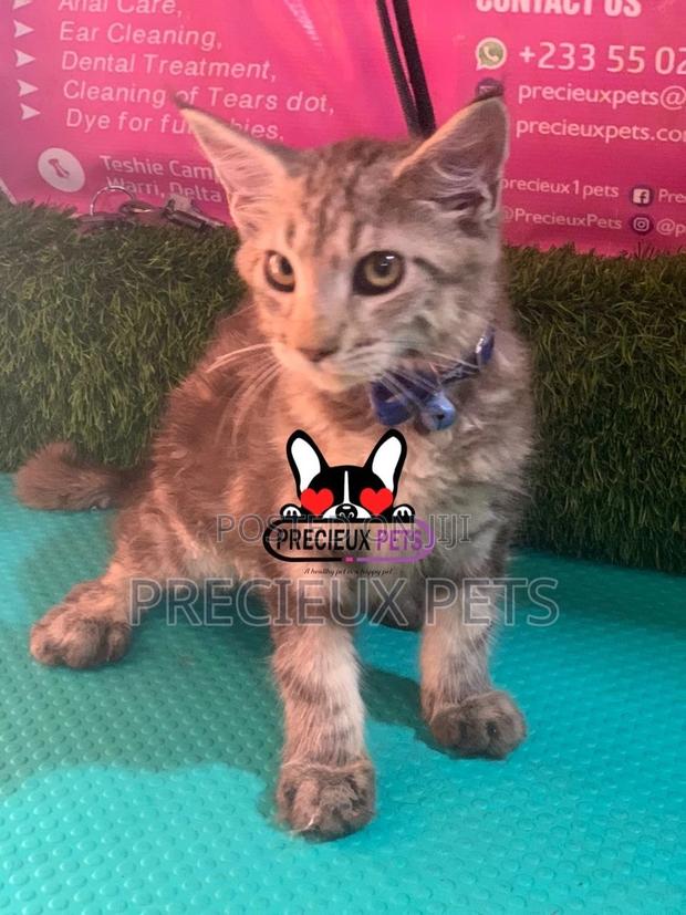 1-3 months Female Purebred Maine Coon · Photo 5