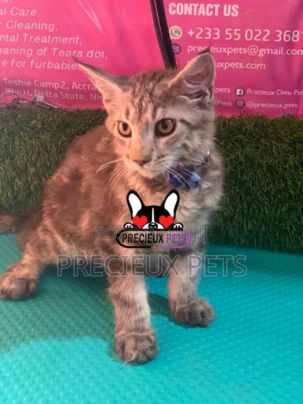 1-3 months Female Purebred Maine Coon · Photo 6