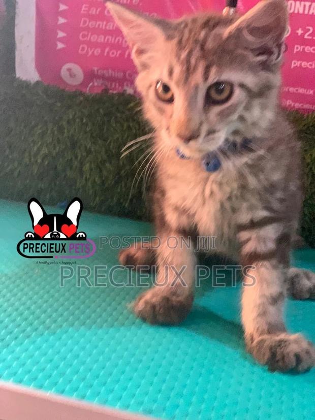 1-3 months Female Purebred Maine Coon · Photo 7