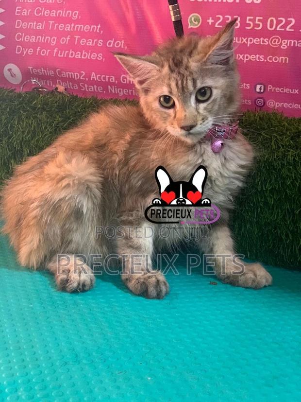 1-3 months Female Purebred Maine Coon · Photo 8