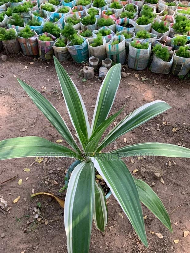Lily for Sale · Photo 1