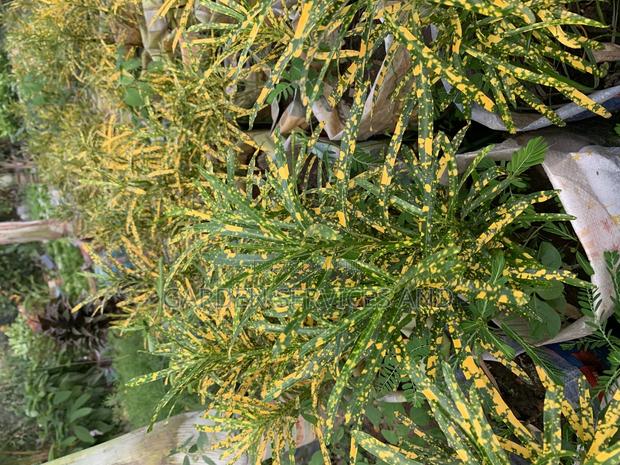 Croton for Sale · Photo 2
