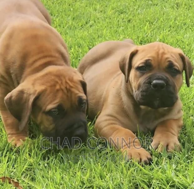 1-3 months Female Purebred Boerboel · Photo 3