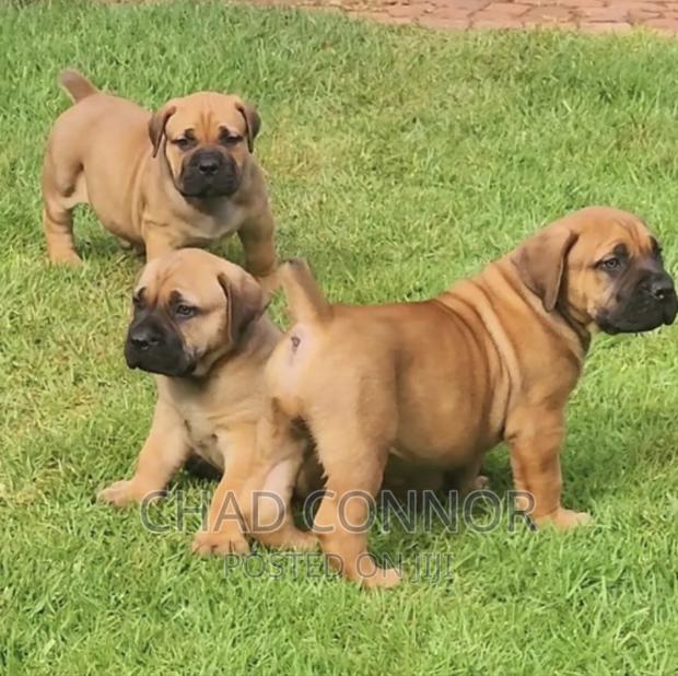 1-3 months Female Purebred Boerboel · Photo 1