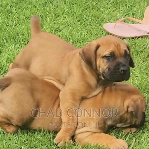 1-3 months Female Purebred Boerboel · Photo 2