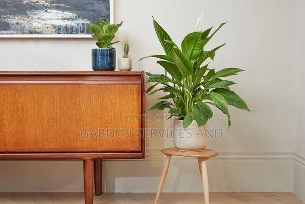 Peace Lily for Sale · Photo 4