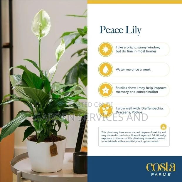 Peace Lily for Sale · Photo 2