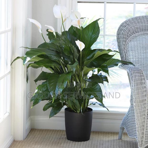 Peace Lily for Sale · Photo 1