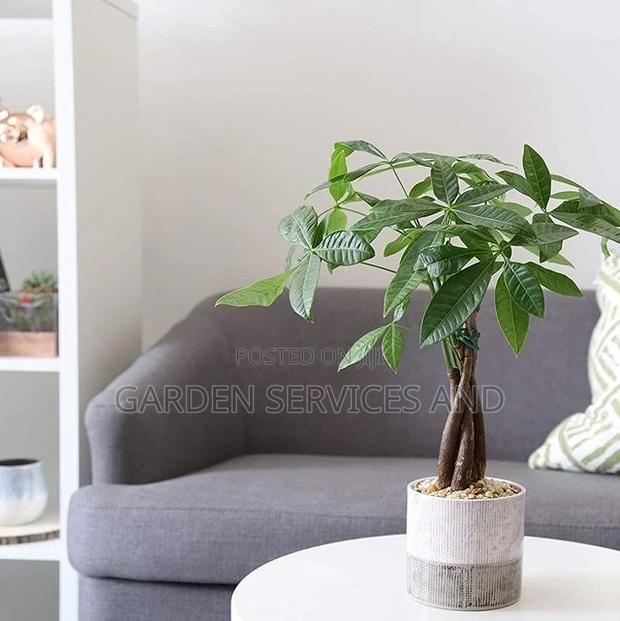 Money1 Tree for Sale · Photo 1