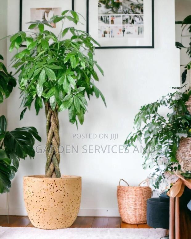 Money1 Tree for Sale · Photo 2