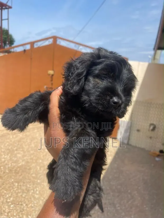1-3 months Female Purebred Poodle · Photo 1