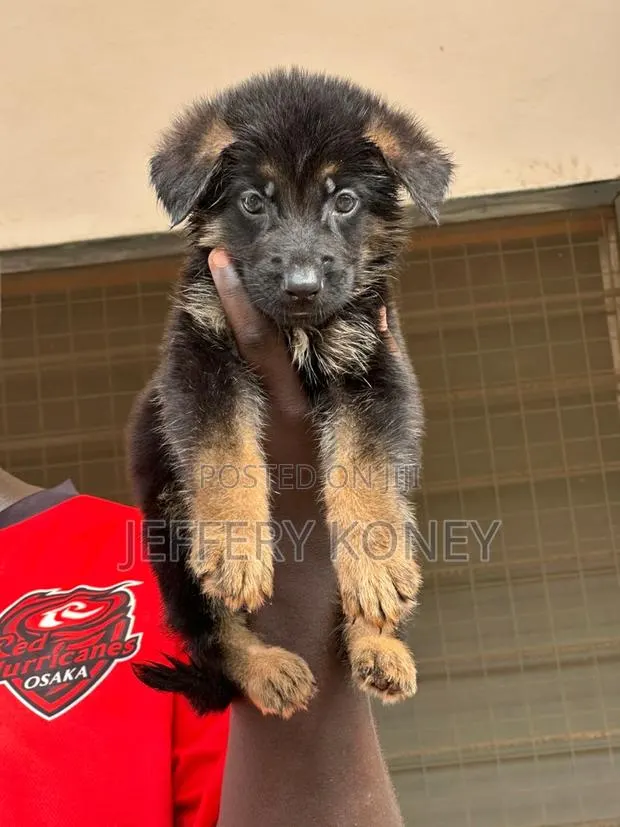 1-3 months Male Purebred German Shepherd · Photo 1
