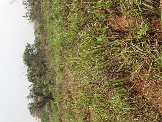 Land for Sale at Brofuyedro Darko · Photo 4