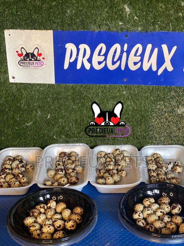 Quails Eggs · Photo 1