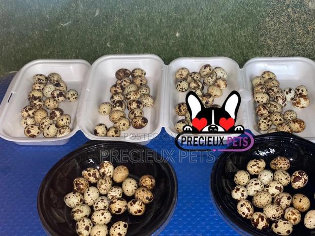 Quails Eggs · Photo 3