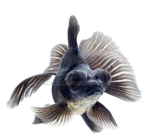 Black Moor Fish · Photo 2