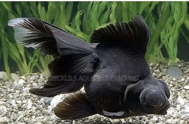 Black Moor Fish · Photo 1