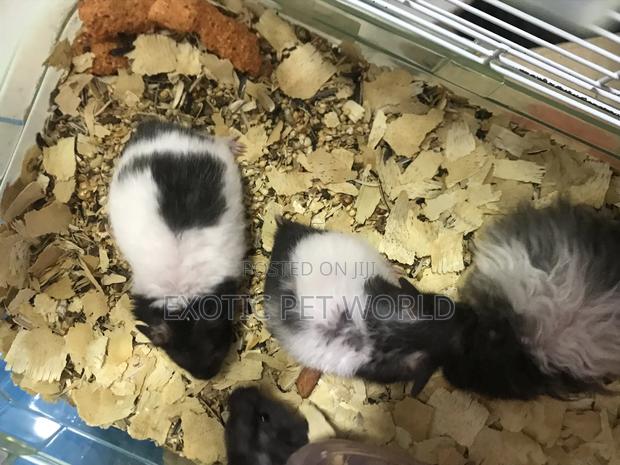 Panda Hamsters · Photo 2