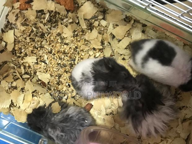 Panda Hamsters · Photo 3