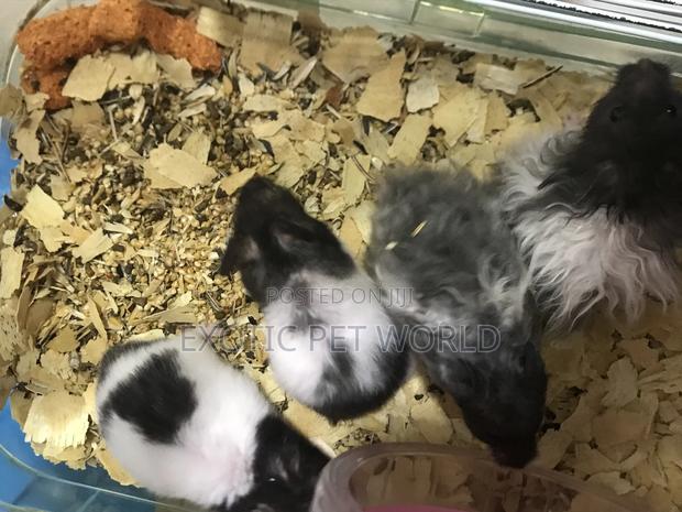 Panda Hamsters · Photo 4