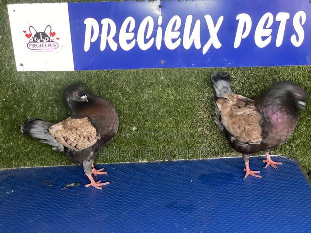 A Pair of Modena Pigeons · Photo 3