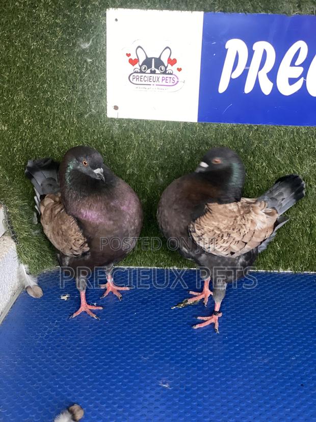A Pair of Modena Pigeons · Photo 6