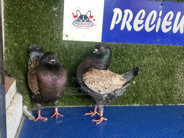 A Pair of Modena Pigeons · Photo 5