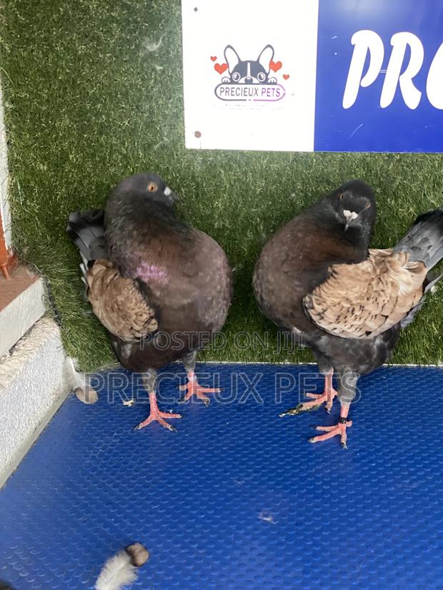A Pair of Modena Pigeons · Photo 7