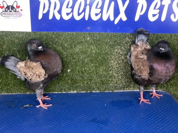 A Pair of Modena Pigeons · Photo 4