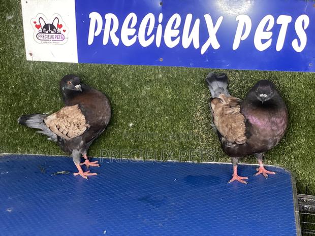 A Pair of Modena Pigeons · Photo 2